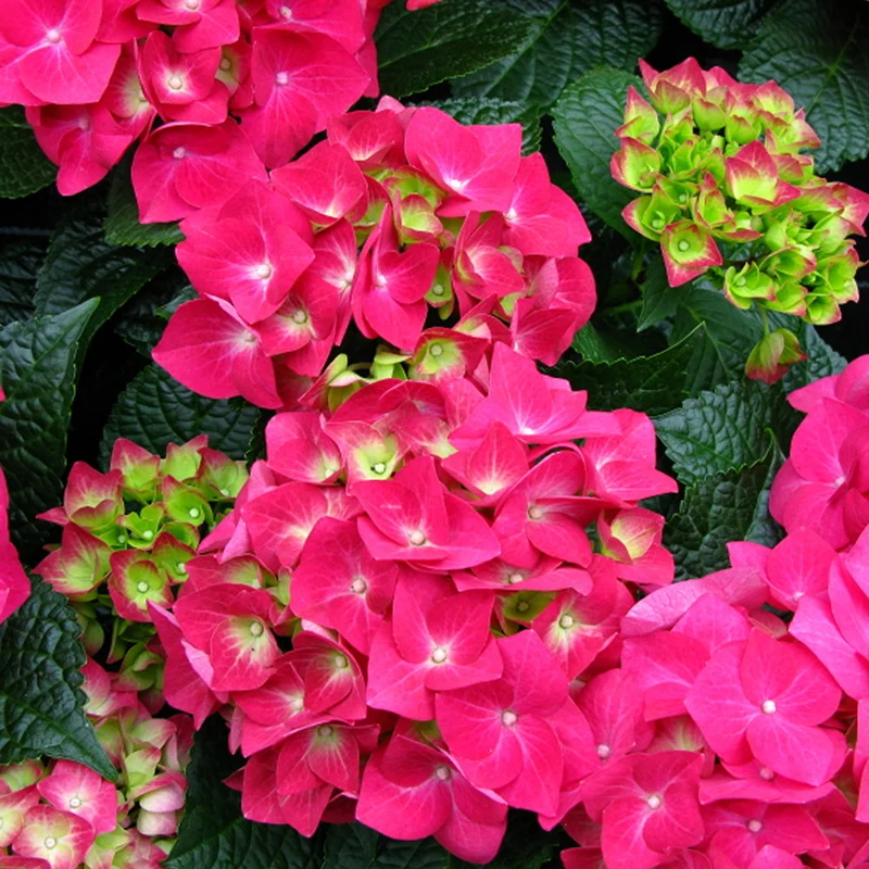 Tellerhortensie 'Teller Pink'