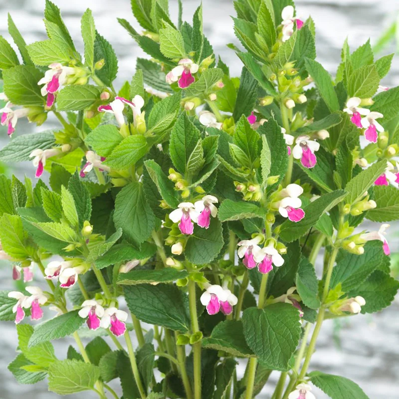 Immenblatt 'Royal Velvet Distinction'