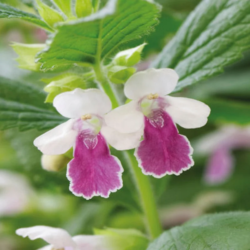 Immenblatt 'Royal Velvet Distinction'