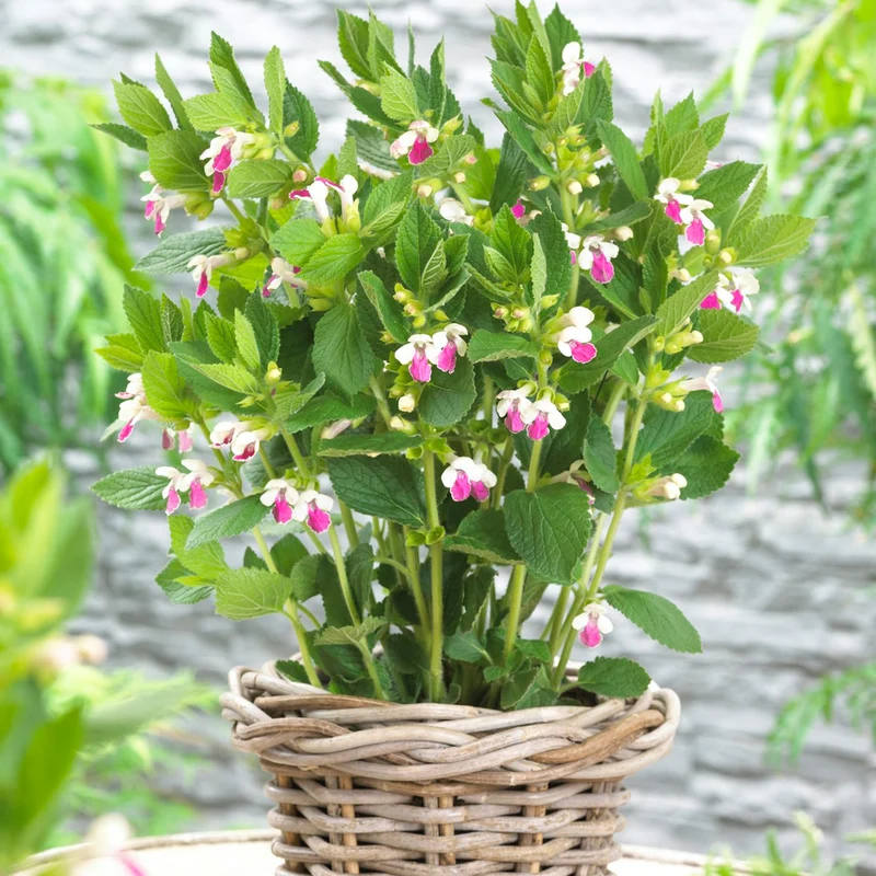 Immenblatt 'Royal Velvet Distinction'