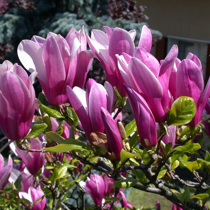 Magnolie 'Susan'