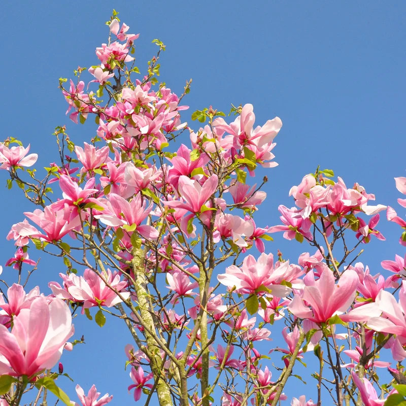 Magnolie 'Susan'