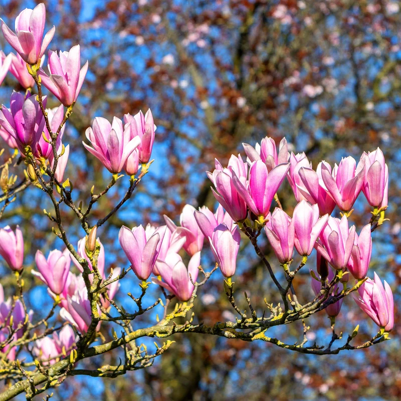 Magnolie 'Susan'
