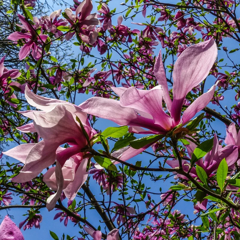 Magnolie 'Susan'