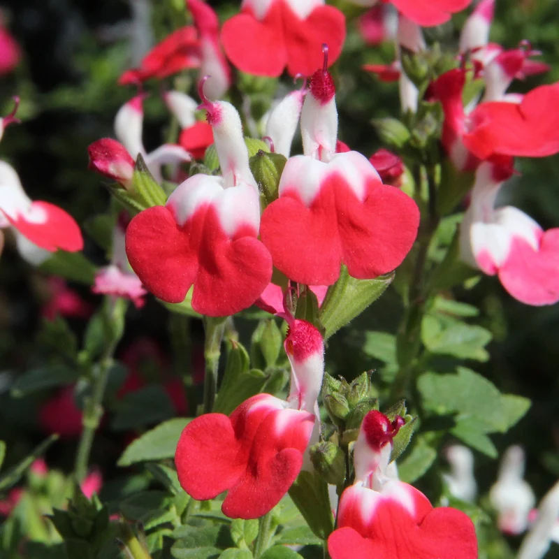 Salbei 'Little Kiss'