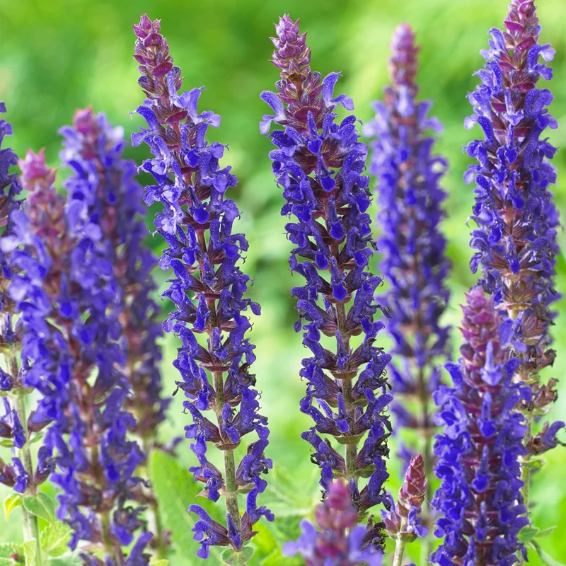 Steppensalbei 'East Friesland'