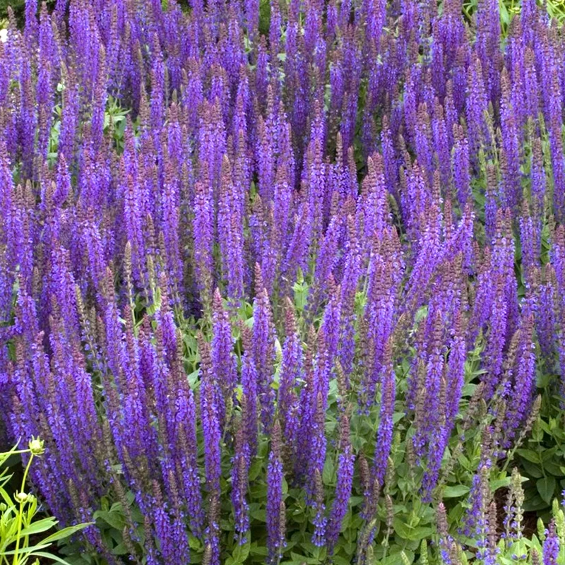 Steppensalbei 'East Friesland'