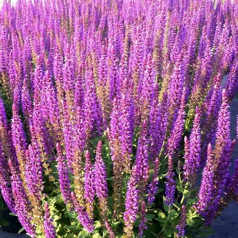 Steppensalbei 'East Friesland'