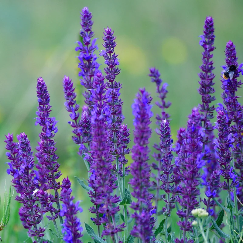 Steppensalbei 'Caradonna'