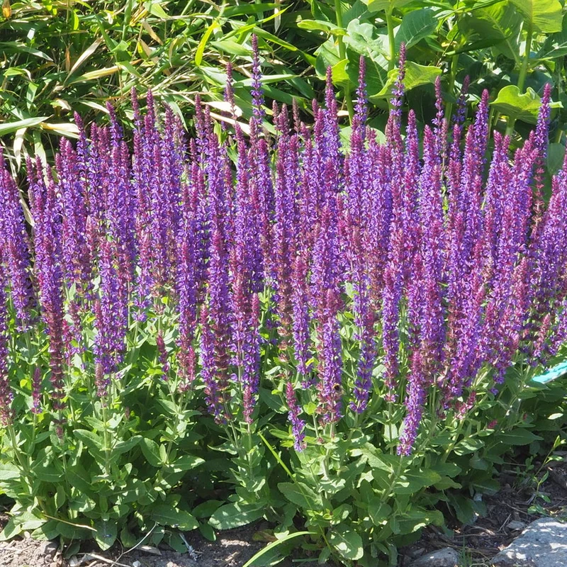 Steppensalbei 'Caradonna'
