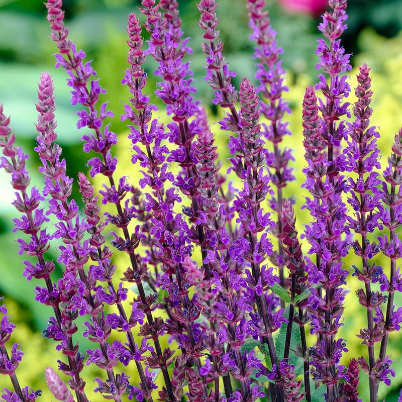 Steppensalbei 'Caradonna'