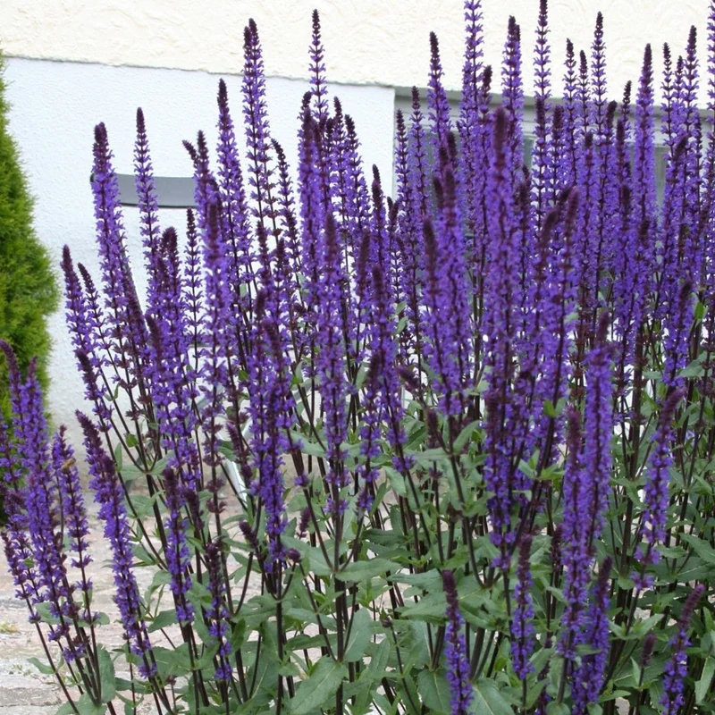 Steppensalbei 'Caradonna'