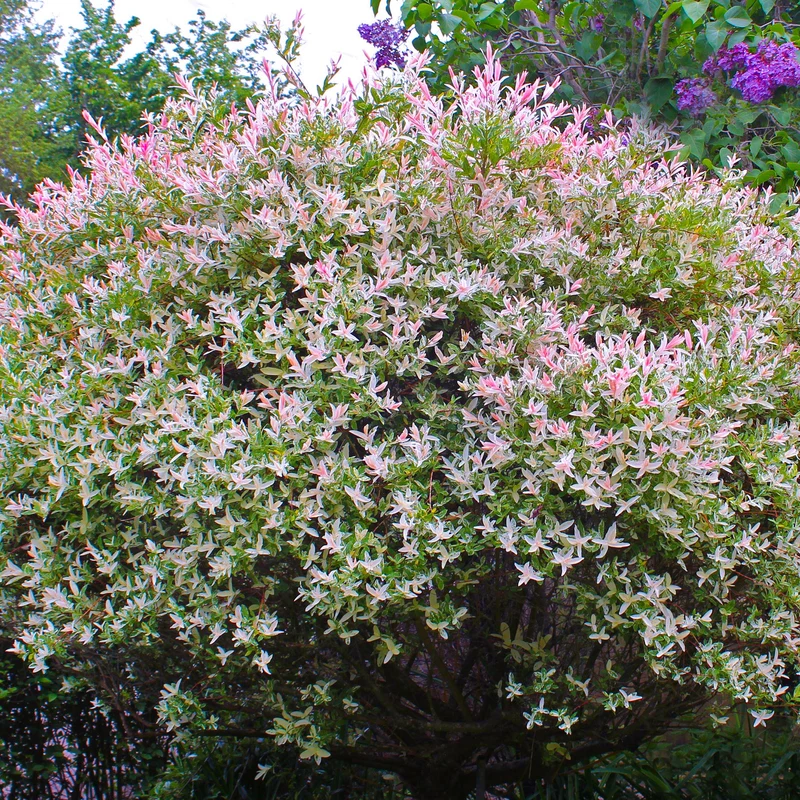 Weide 'Hakuro-Nishiki'