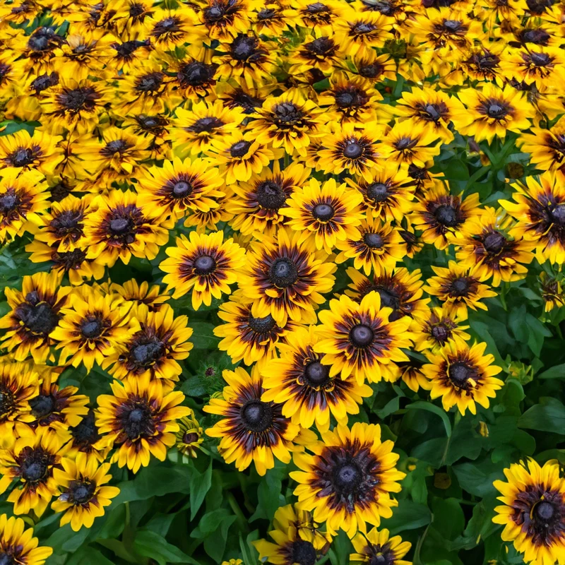 Sonnenhut 'Tiger SmileyZ'
