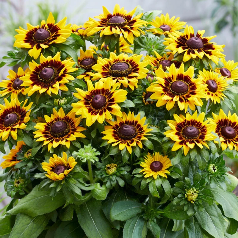 Sonnenhut 'Tiger SmileyZ'