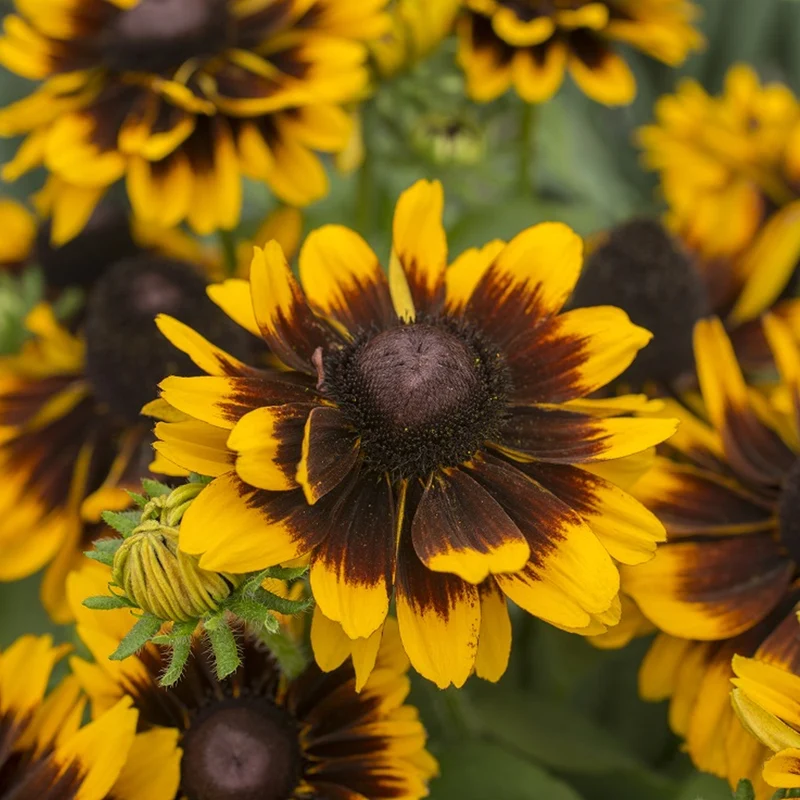 Sonnenhut 'Tiger SmileyZ'
