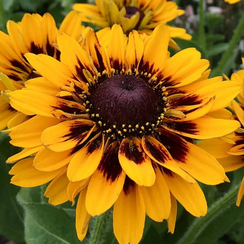 Sonnenhut 'Tiger SmileyZ'