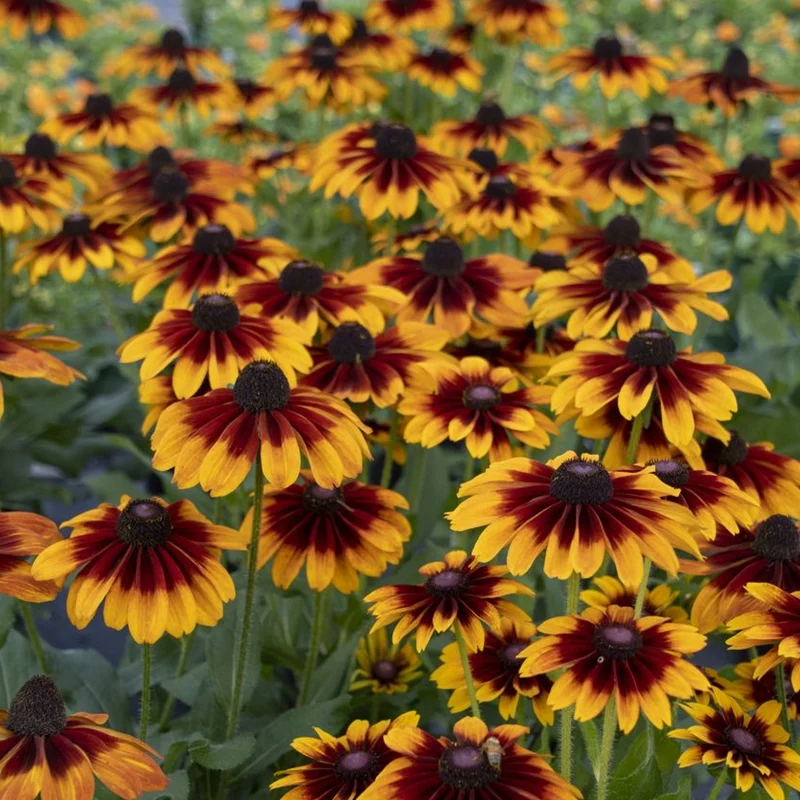 Sonnenhut 'Summerina Sizzling Sunset'