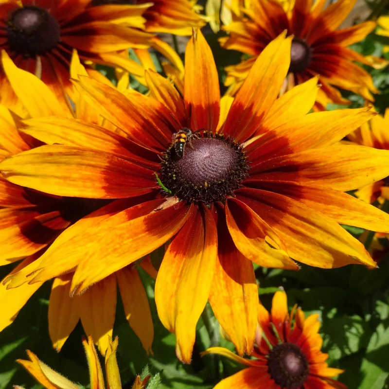 Sonnenhut 'Summerina Sizzling Sunset'