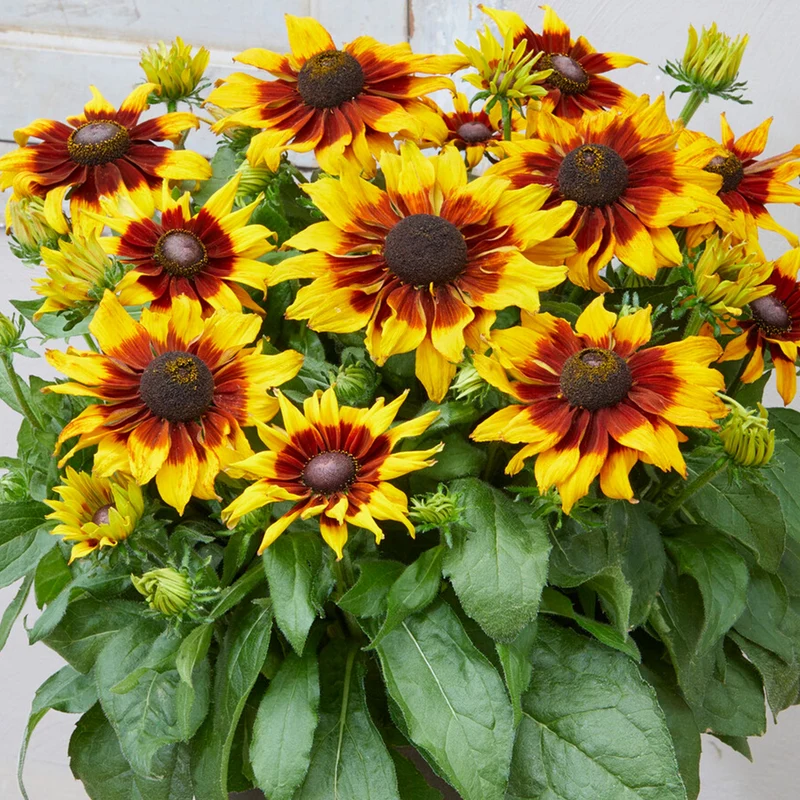 Sonnenhut 'Summerina Sizzling Sunset'