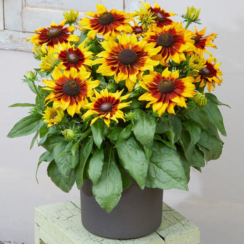 Sonnenhut 'Summerina Sizzling Sunset'