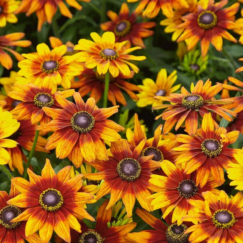 Sonnenhut 'Summerina Orange'