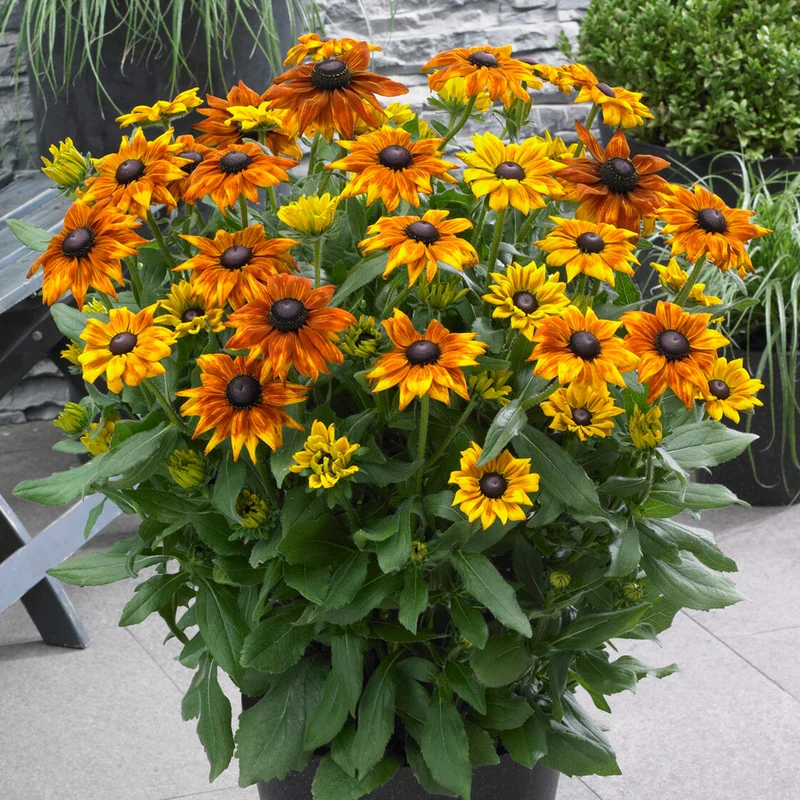 Sonnenhut 'Summerina Orange'