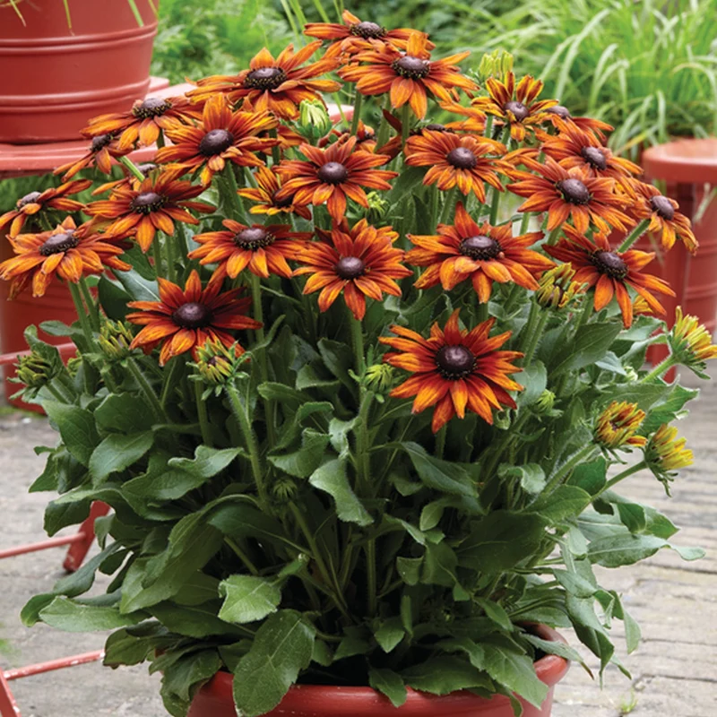 Sonnenhut 'Summerina Orange'