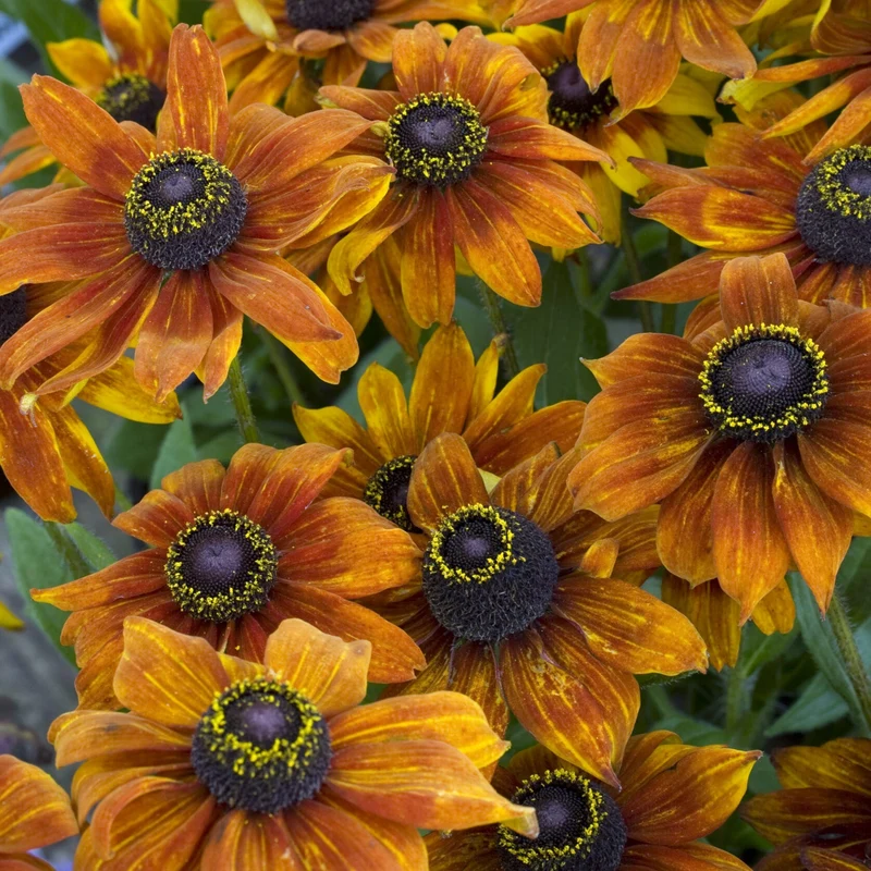 Sonnenhut 'Summerina Orange'