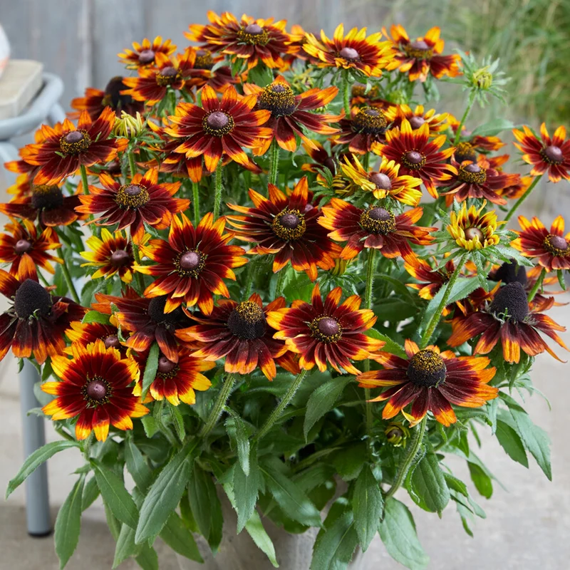 Sonnenhut 'Happy SmileyZ'