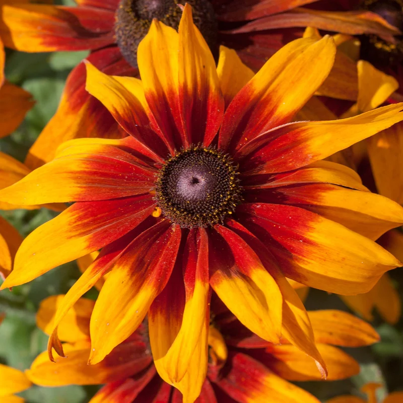 Sonnenhut 'Happy SmileyZ'