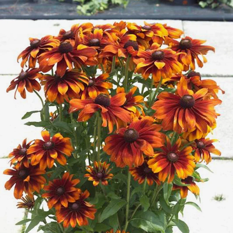 Sonnenhut 'Happy SmileyZ'