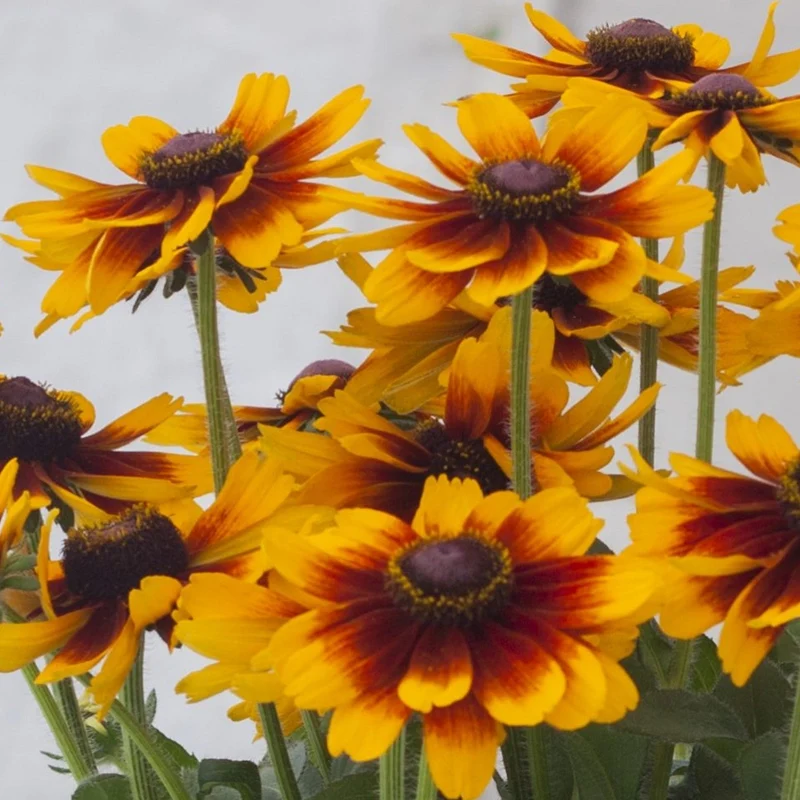 Sonnenhut 'Happy SmileyZ'