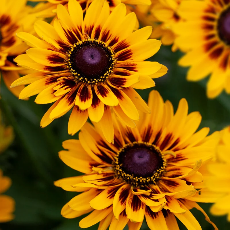 Sonnenhut 'Giggling SmileyZ'
