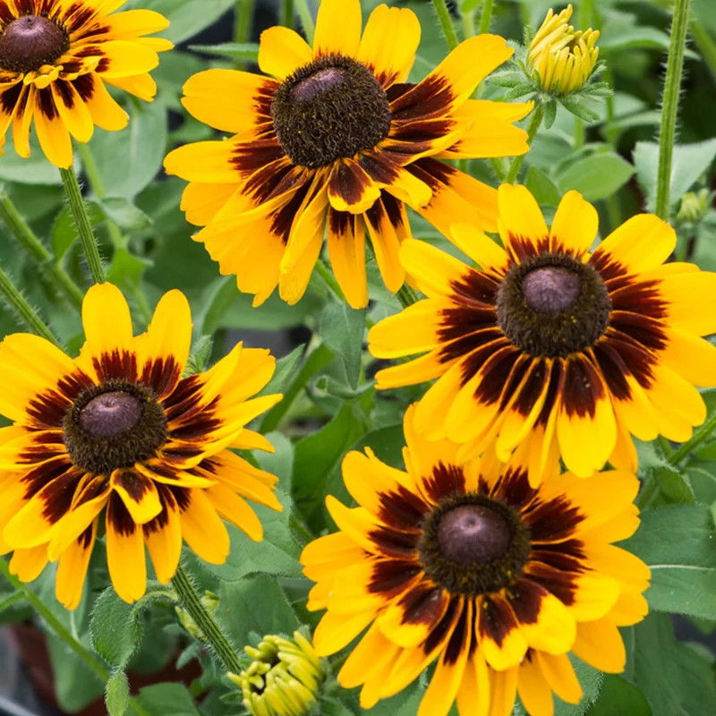 Sonnenhut 'Giggling SmileyZ'