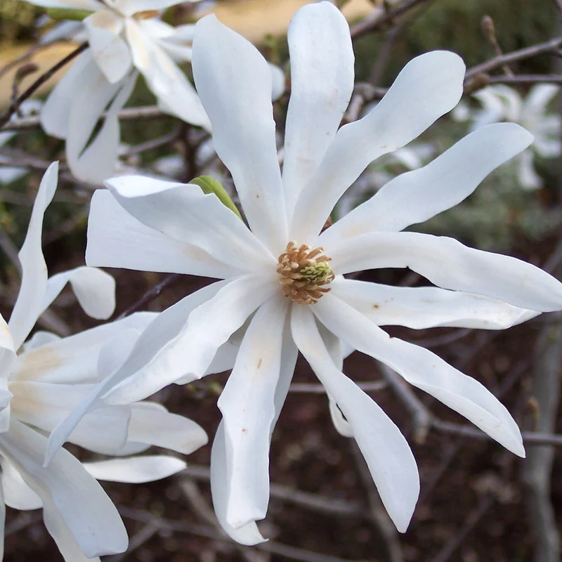 Sternmagnolie