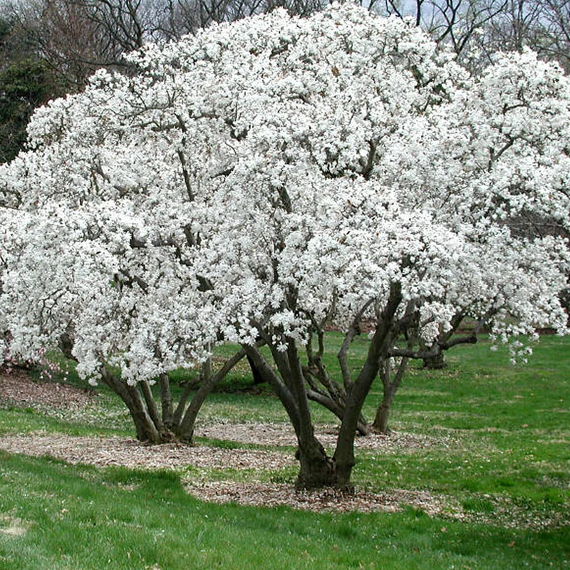 Sternmagnolie