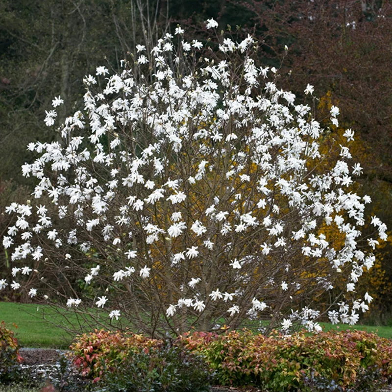 Sternmagnolie