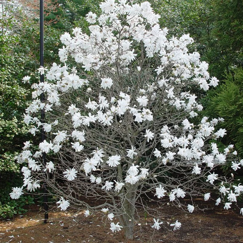 Sternmagnolie