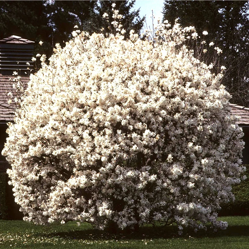 Sternmagnolie