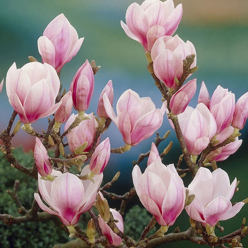 Tulpenmagnolie