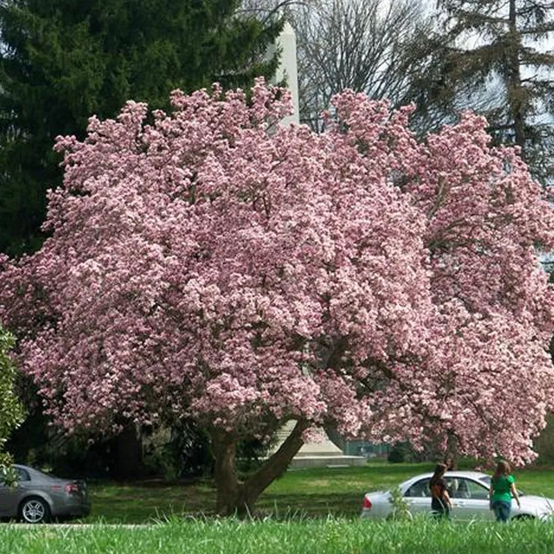 Tulpenmagnolie