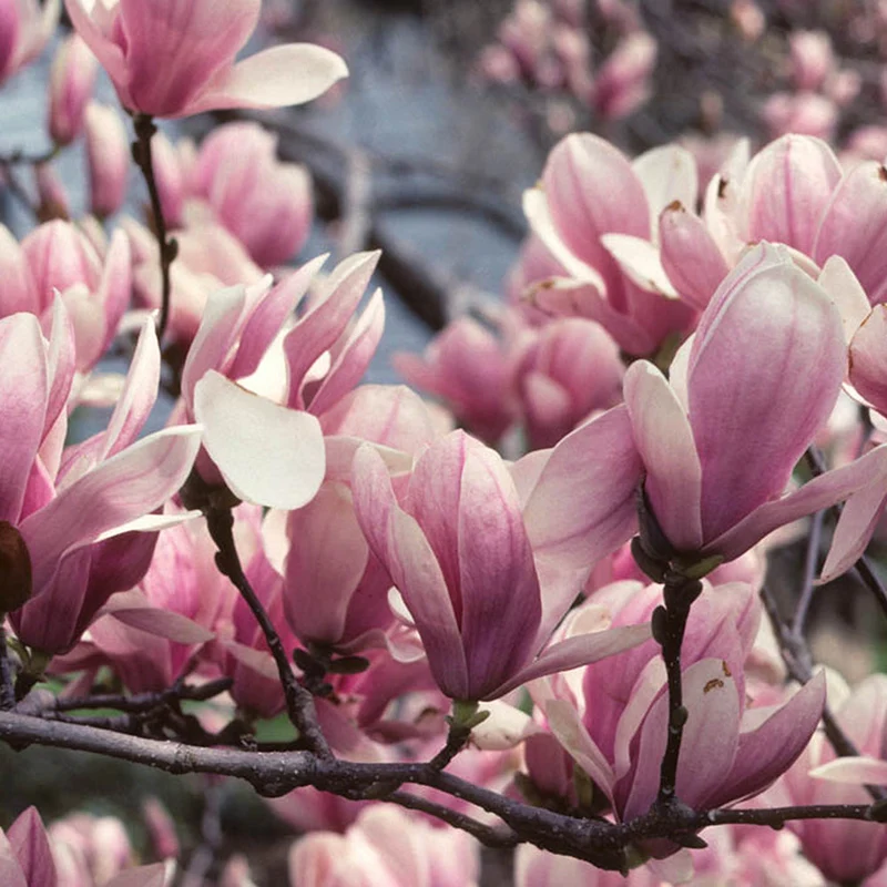 Tulpenmagnolie