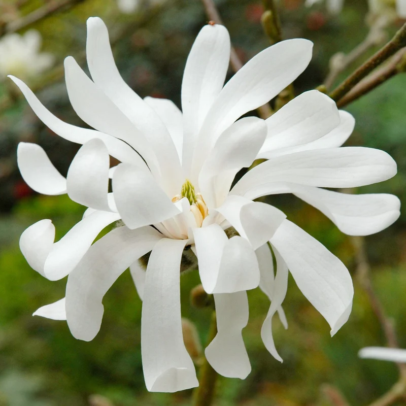 Sternmagnolie 'Royal Star'