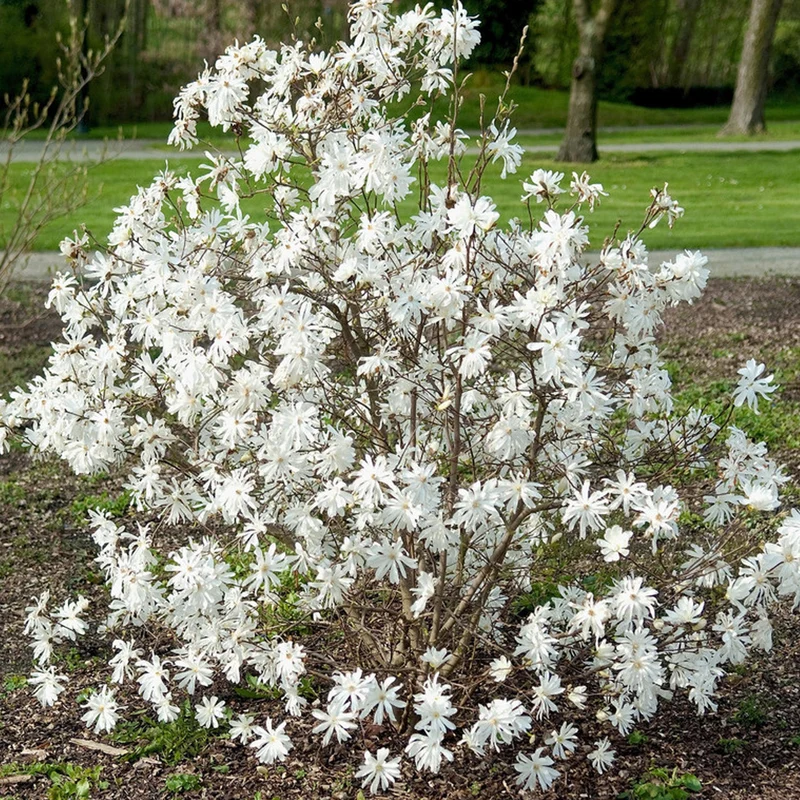 Sternmagnolie 'Royal Star'