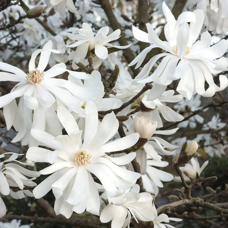 Sternmagnolie 'Royal Star'
