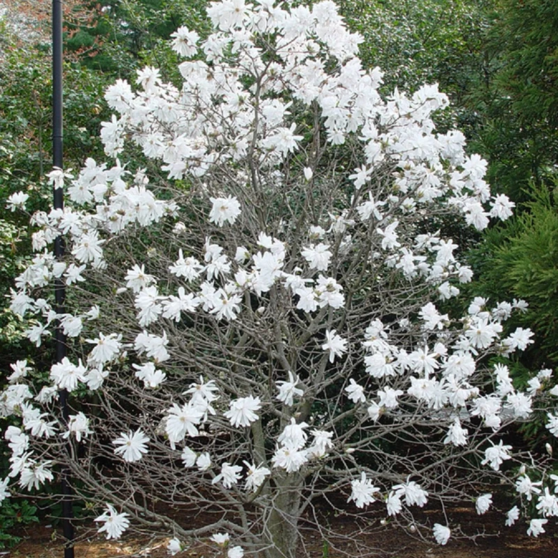 Sternmagnolie 'Royal Star'