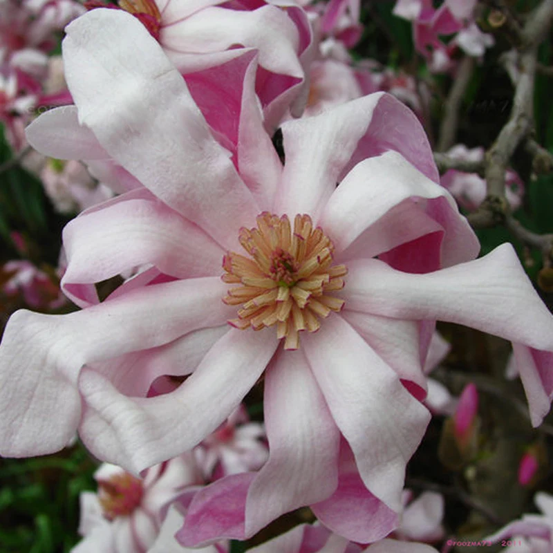 Sternmagnolie 'Rosea'