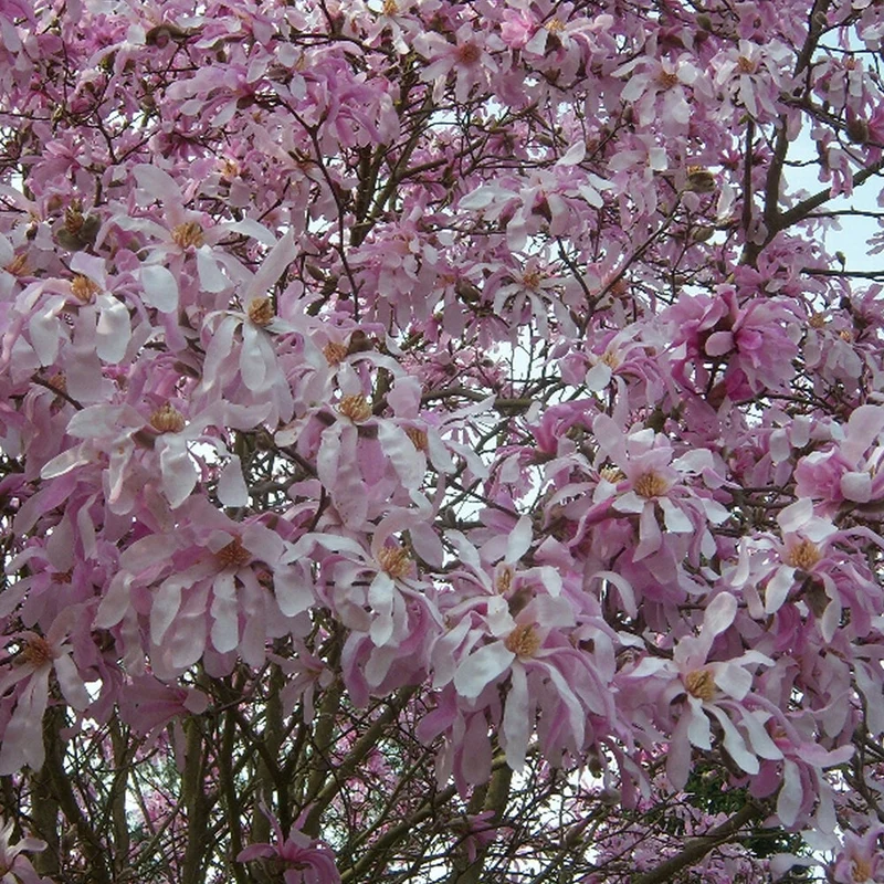Sternmagnolie 'Rosea'