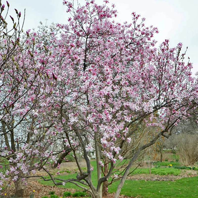 Sternmagnolie 'Rosea'